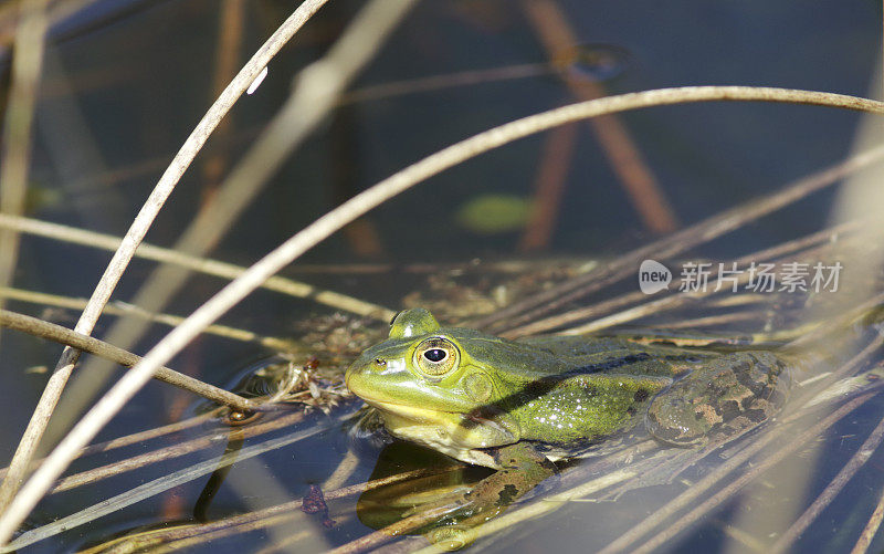 绿色可食用蛙(Rana esculenta synkl.)